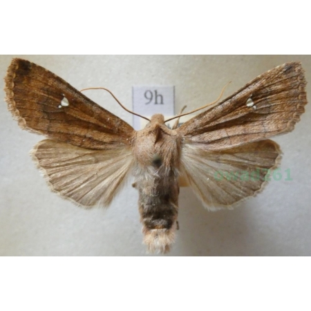 Mythimna albipuncta (Denis & Schiffermüller, 1775) Piętnówka białokropka Czech9h